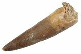 Fossil Plesiosaur (Zarafasaura) Tooth - Morocco #370493-1
